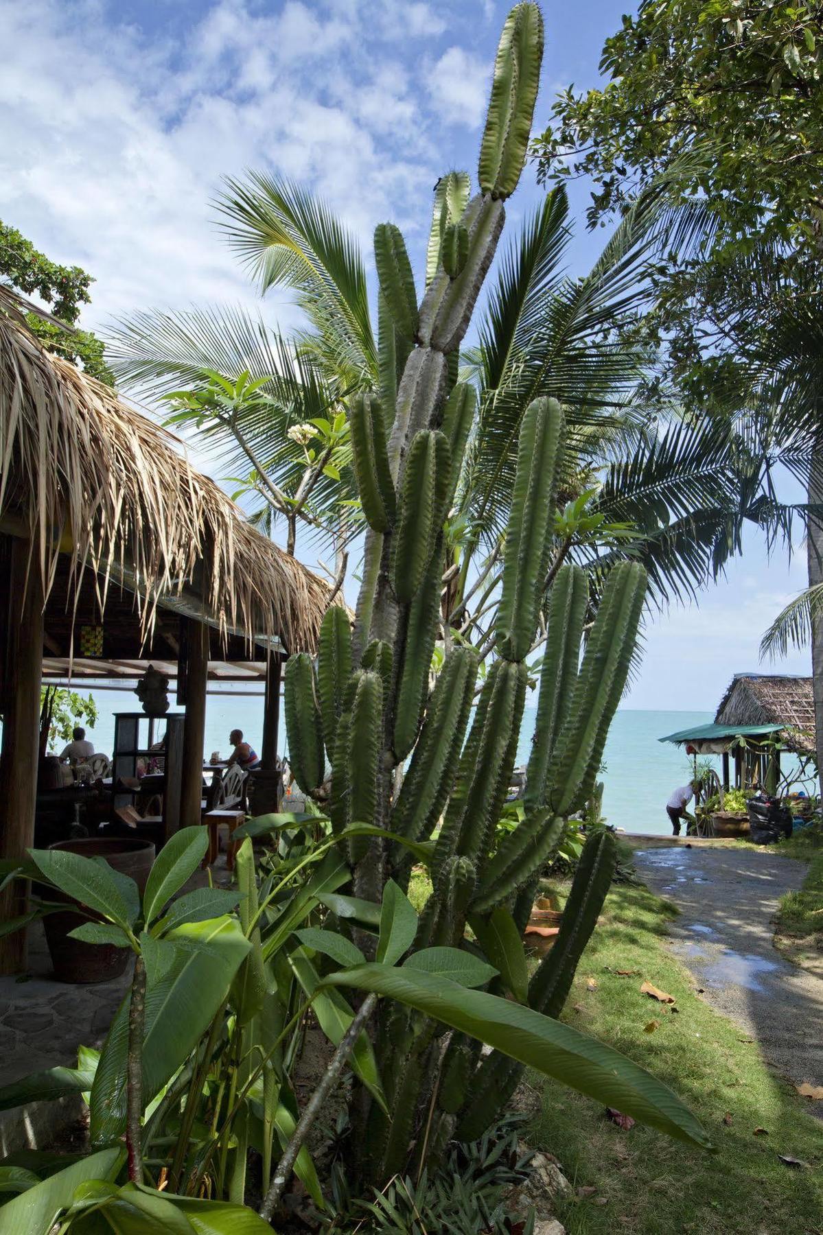 Cactus Bungalow Ko Samui Exteriér fotografie